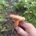 野生松树菌