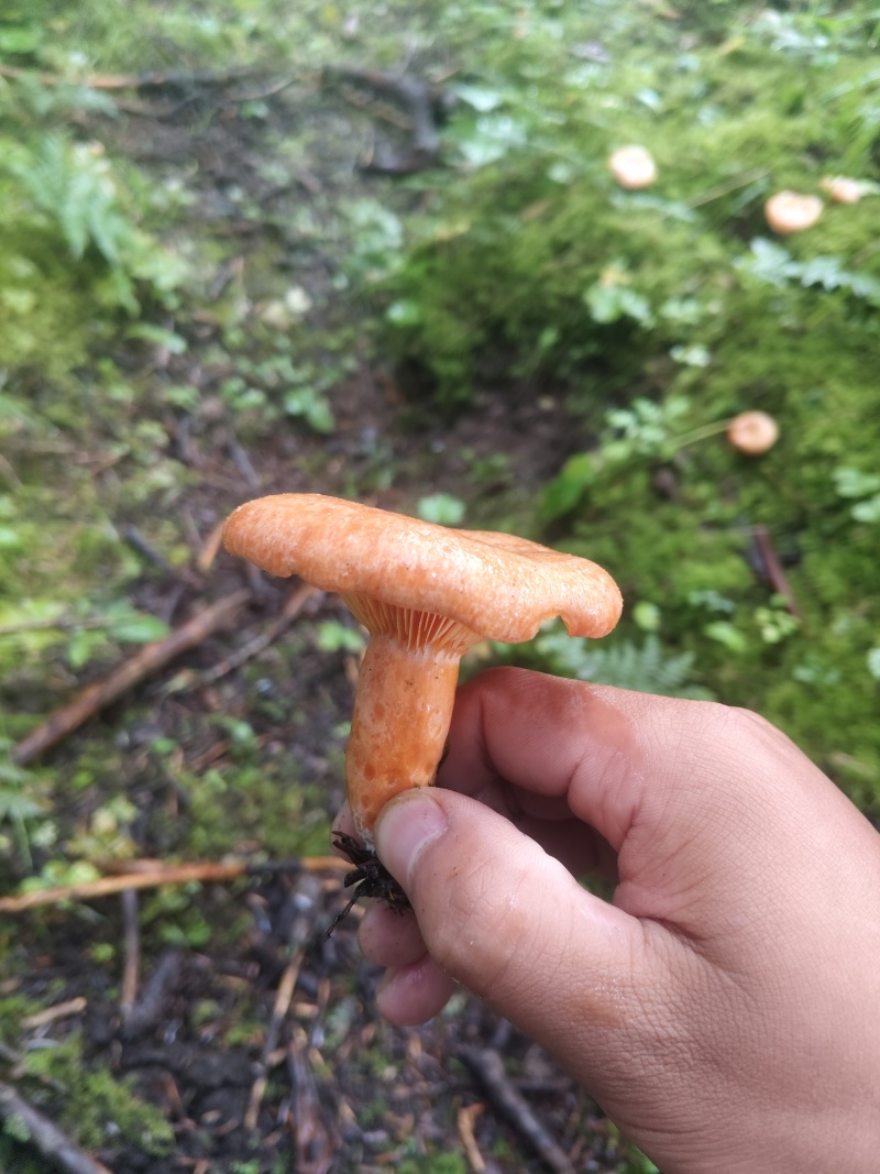 野生松树菌