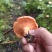 野生松树菌
