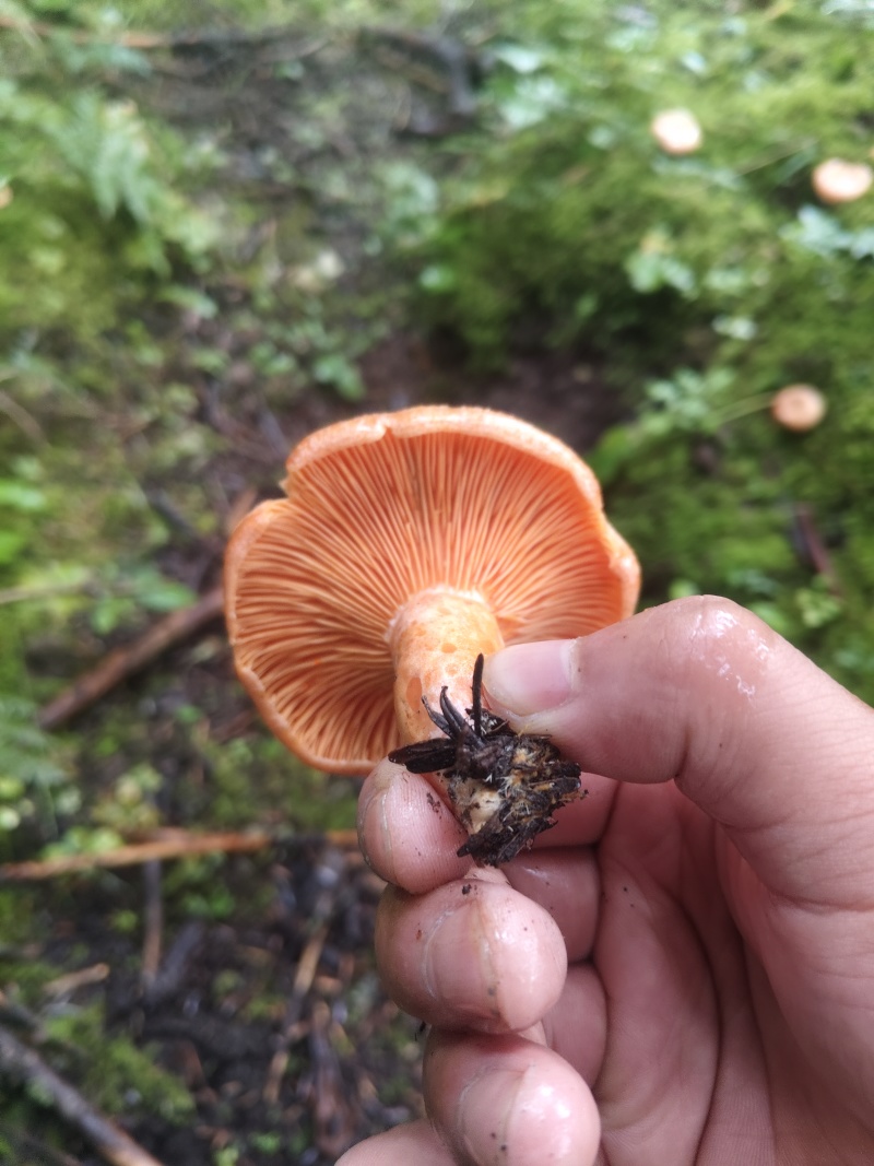 野生松树菌