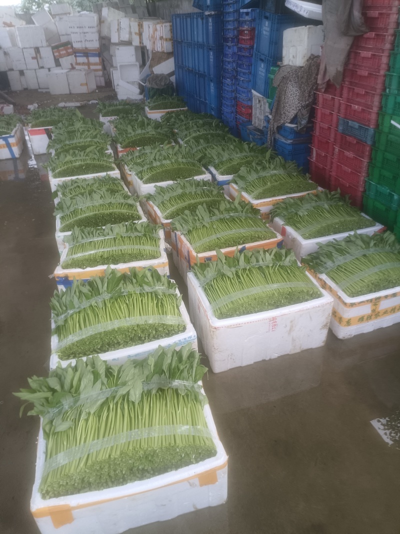 精品泡沫箱空心菜，产地直发，常年供应