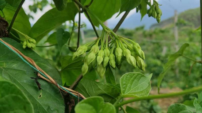 【夜香花苗】规格齐全品质保证量大从优售后无忧