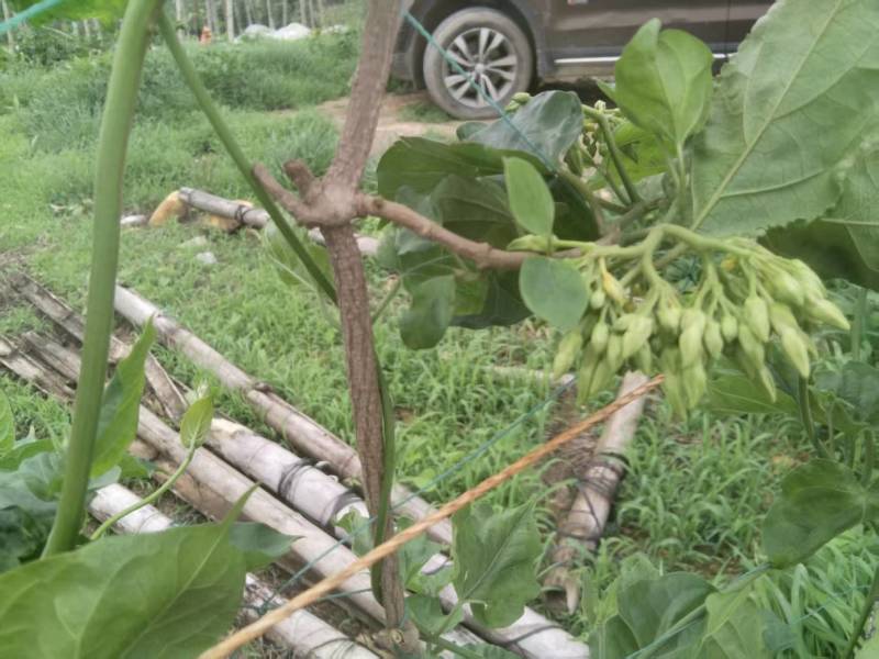 【夜香花苗】规格齐全品质保证量大从优售后无忧
