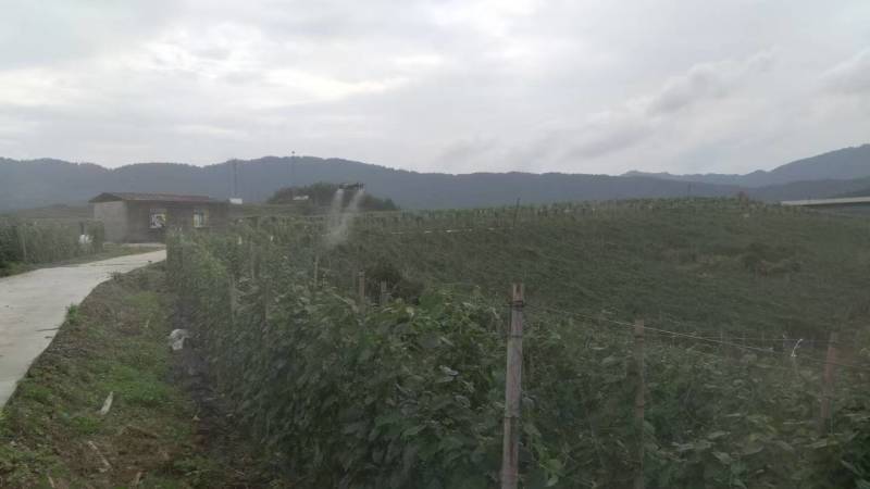 【夜香花苗】规格齐全品质保证量大从优售后无忧