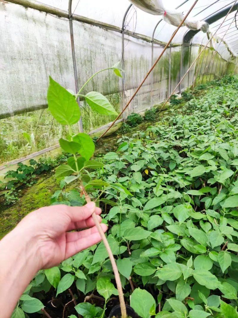 【夜香花苗】规格齐全品质保证量大从优售后无忧