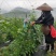 【质优】精品夜香花物美价廉价格优惠现摘现发一手货