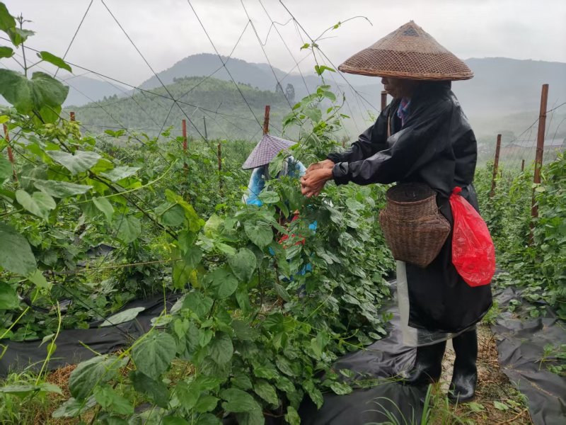 【质优】精品夜香花物美价廉价格优惠现摘现发一手货