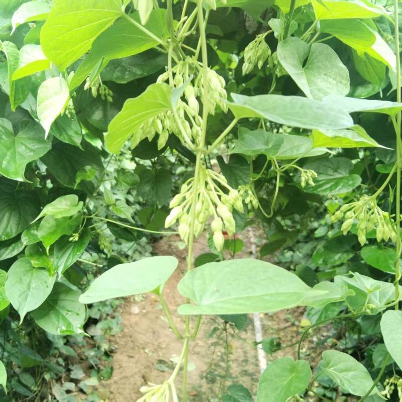 【实力商家】夜香花种苗现挖现发自产自销品质保证量大