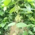 【实力商家】夜香花种苗现挖现发自产自销品质保证量大