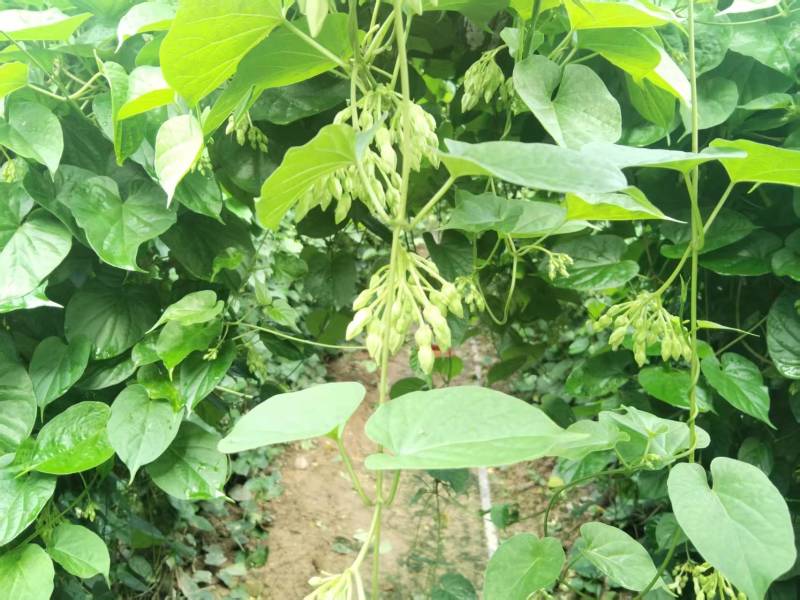 【实力商家】夜香花种苗现挖现发自产自销品质保证量大