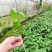 【实力商家】夜香花种苗现挖现发自产自销品质保证量大