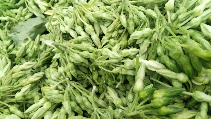 【实力商家】夜香花种苗现挖现发自产自销品质保证量大