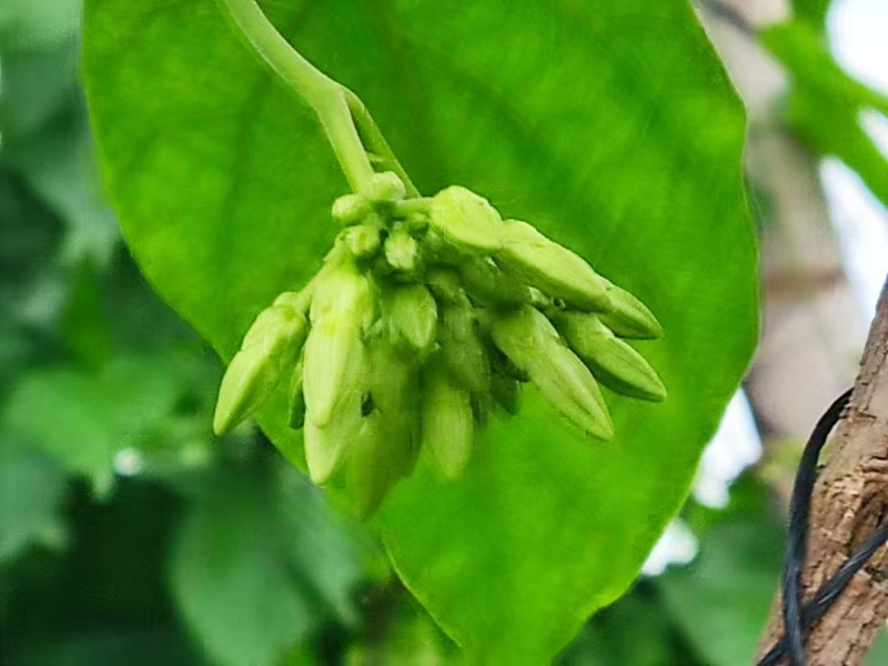 【夜香花苗】规格齐全品质保证量大从优售后无忧