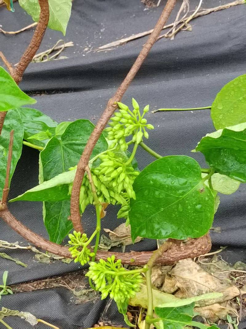 【夜香花苗】品质保证根系发达诚信经营视频看货