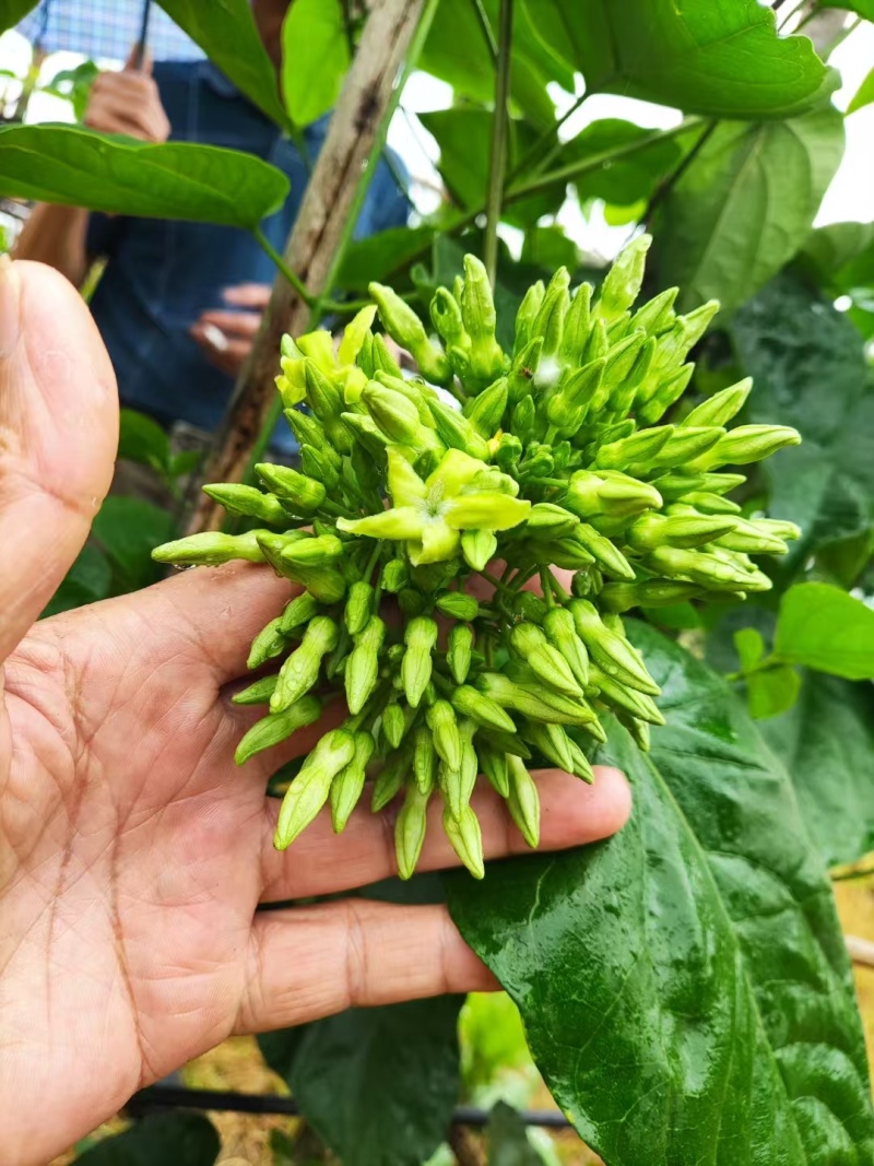 【实力商家】夜香花种苗现挖现发自产自销品质保证量大