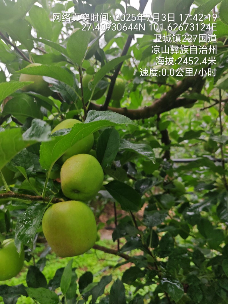 大凉山青苹果
