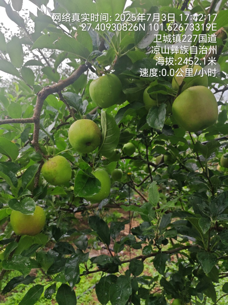 大凉山青苹果