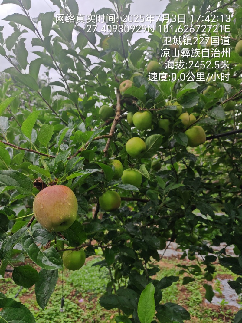 大凉山青苹果