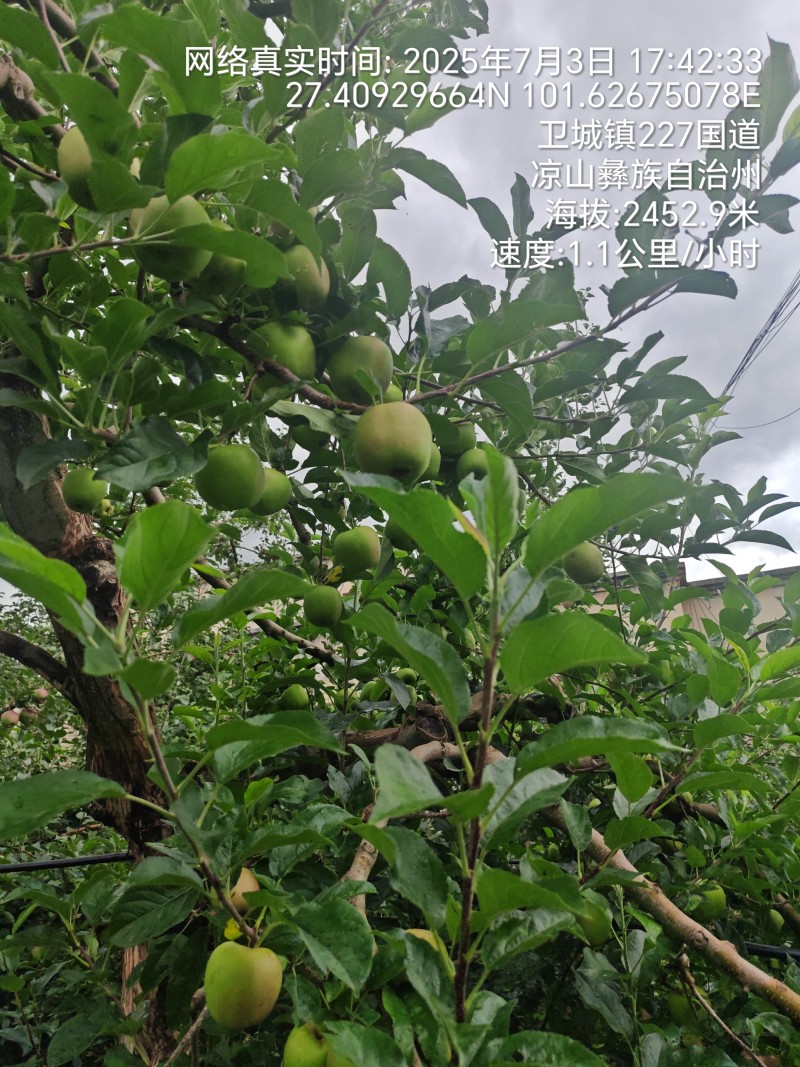 大凉山青苹果