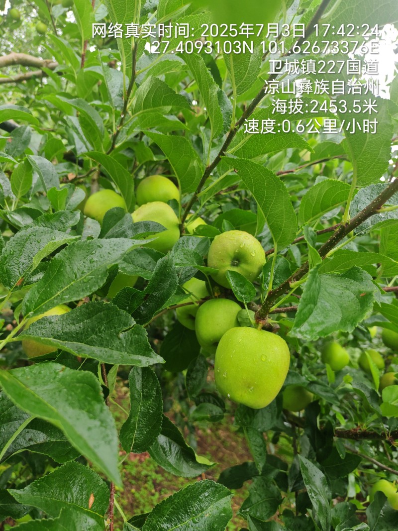 大凉山青苹果