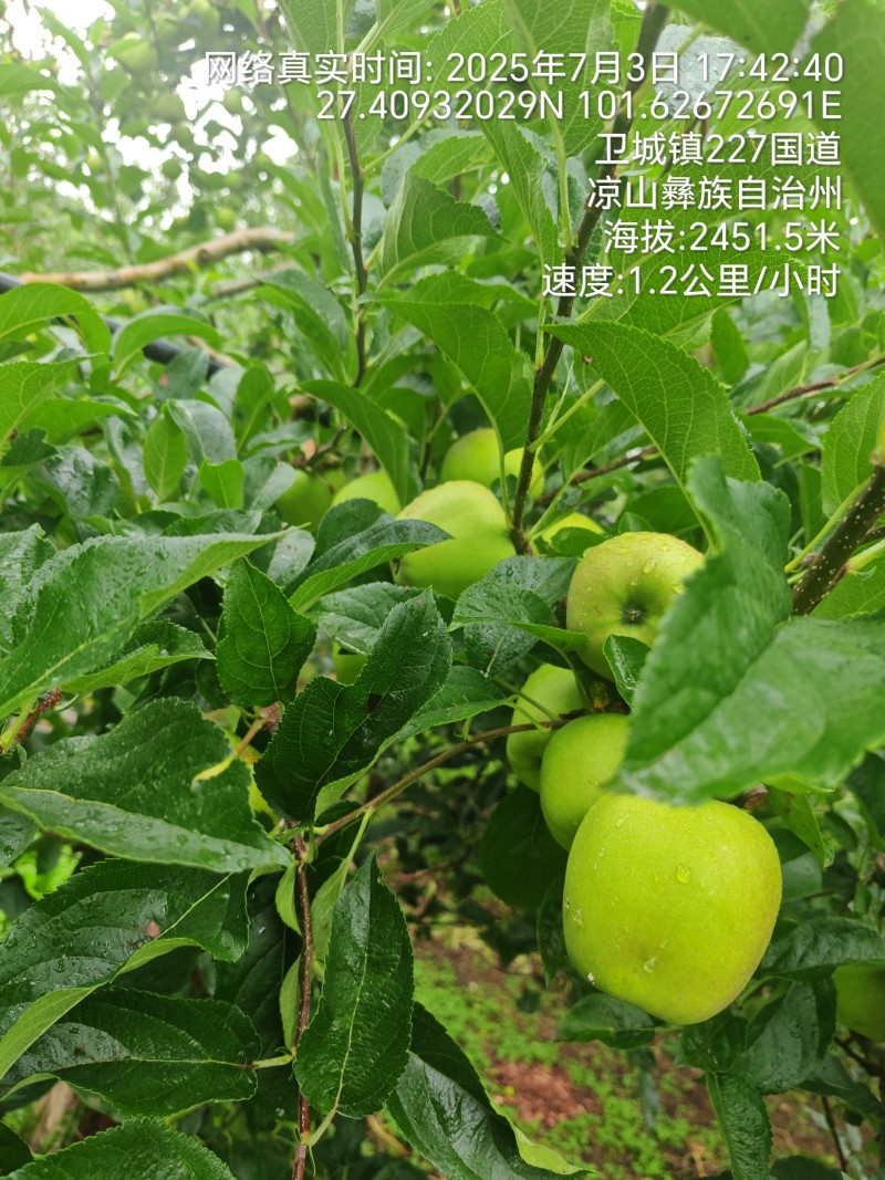 大凉山青苹果
