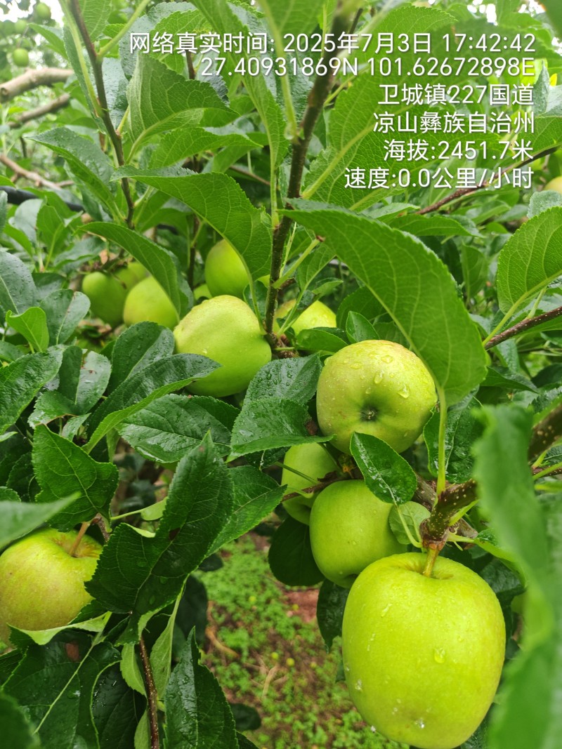 大凉山青苹果