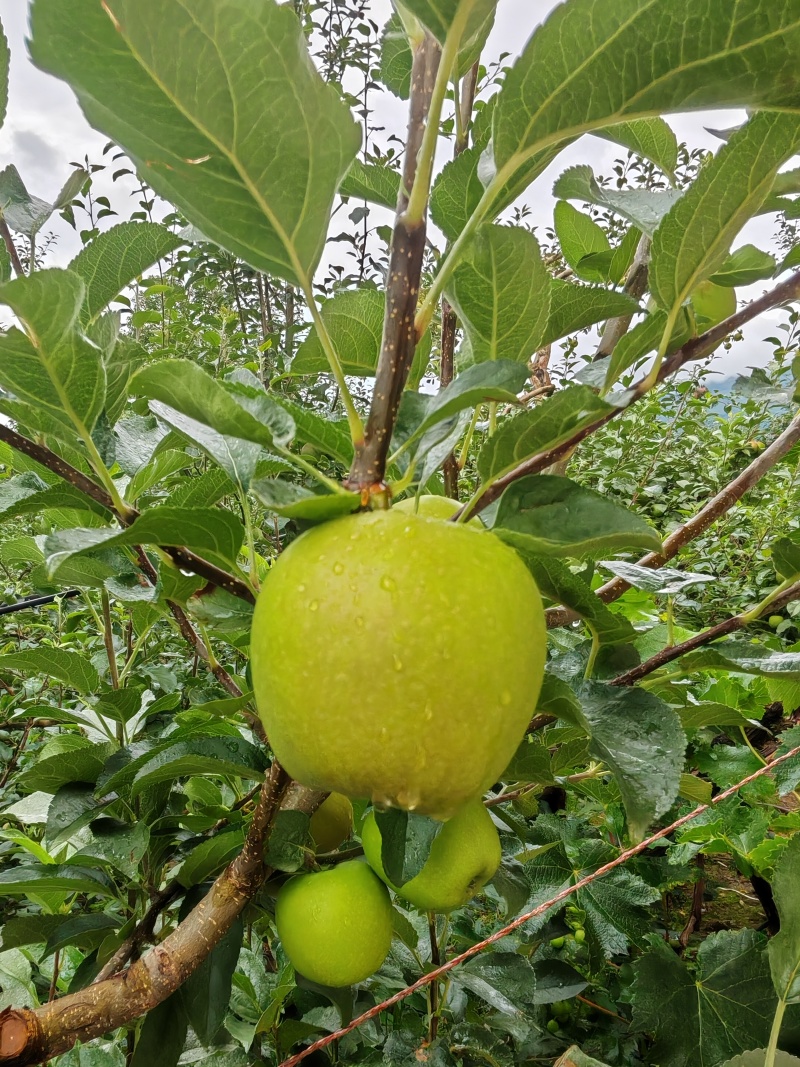大凉山青苹果