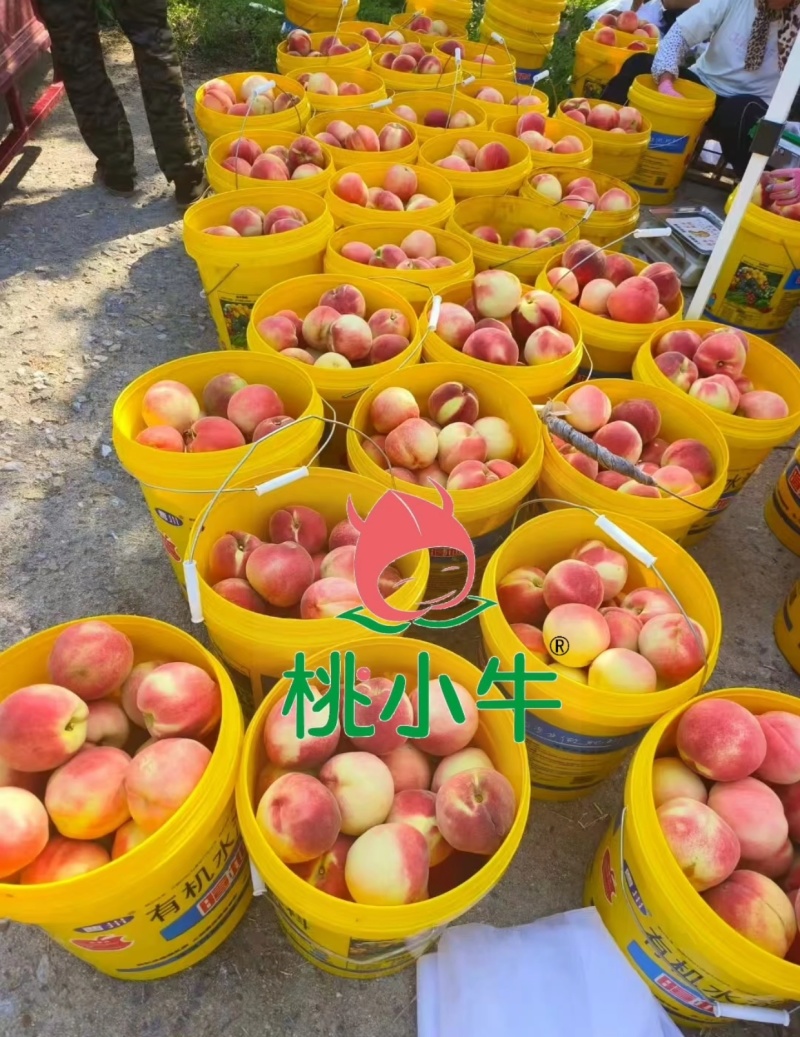 青州蜜，金秋红蜜，映霜红全国代发，商超供货，品质保证