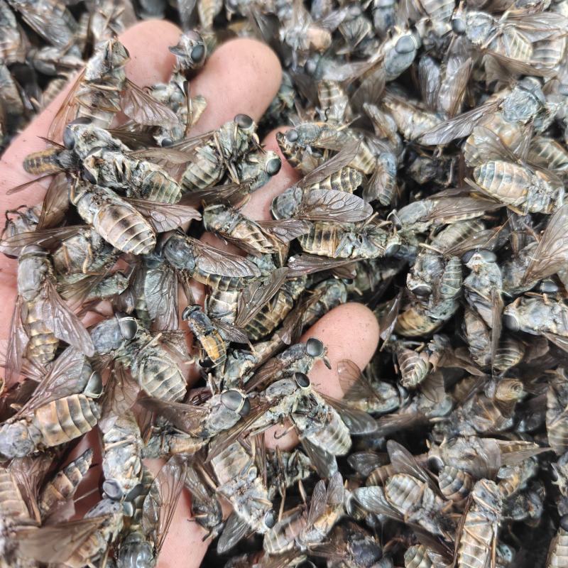 牛虻虫新货，选品质如图，关书药业，中药材规格齐全