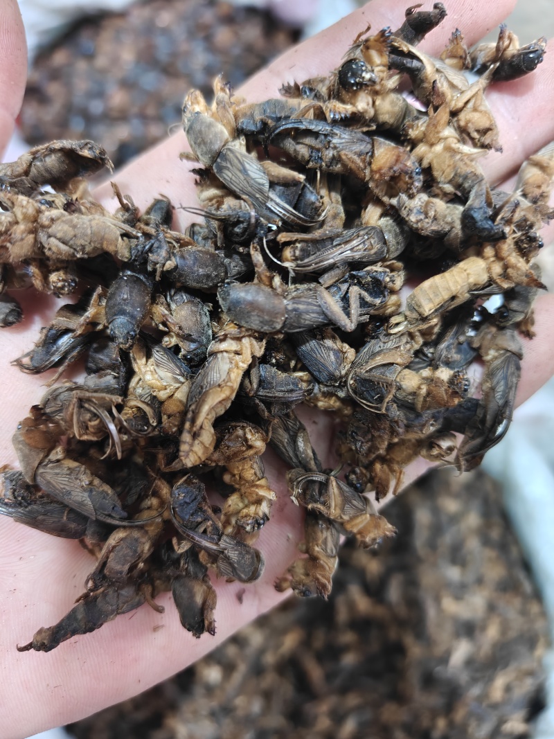 蝼蛄，蝲蝲蛄选货土狗品质如图规格齐关书药业专注品质