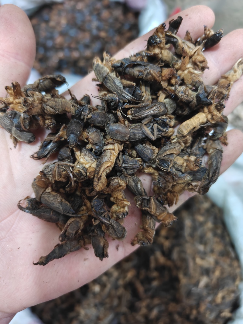 蝼蛄，蝲蝲蛄选货土狗品质如图规格齐关书药业专注品质