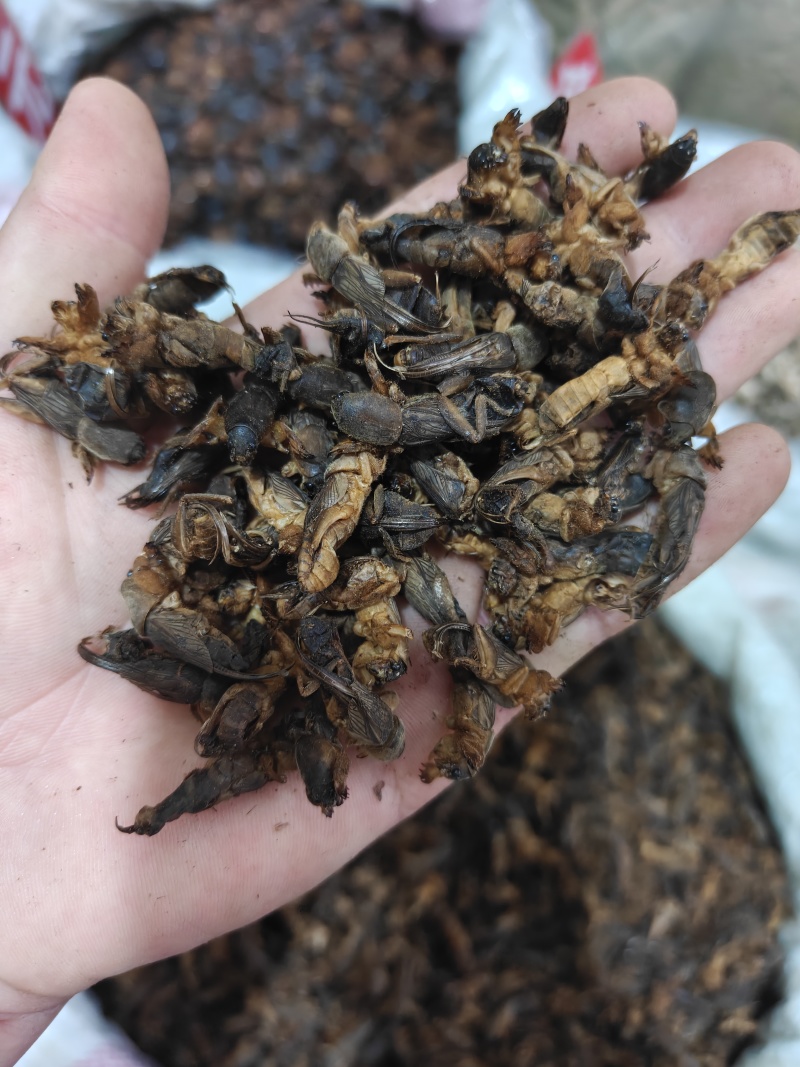 蝼蛄，蝲蝲蛄选货土狗品质如图规格齐关书药业专注品质