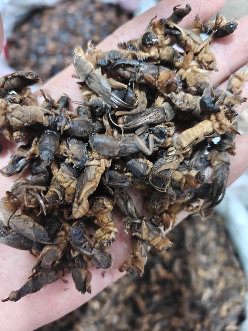 蝼蛄，蝲蝲蛄选货土狗品质如图规格齐关书药业专注品质