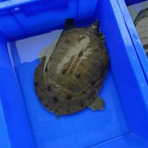 湖南汉寿甲鱼大量有货，全国包邮，一只也是批发价