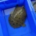 湖南汉寿甲鱼大量有货，全国包邮，一只也是批发价