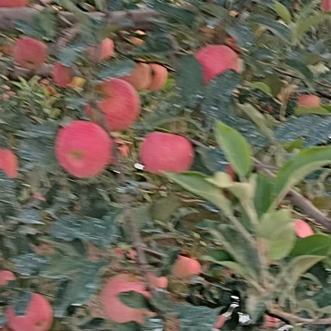 嘎啦苹果