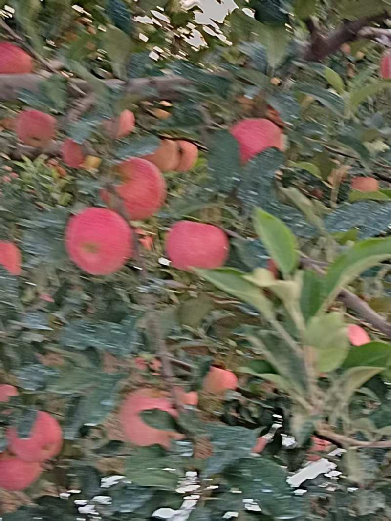 嘎啦苹果