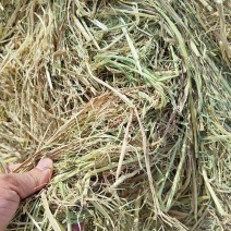 江西九江撕碎稻草养殖场供应常年发货可视频看货