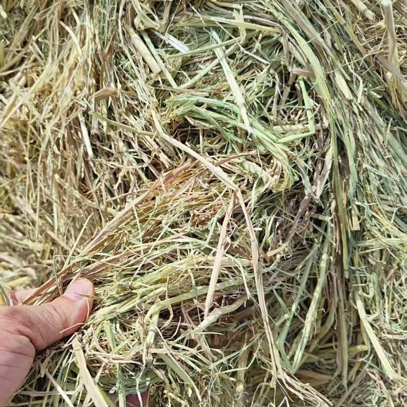 江西九江撕碎稻草养殖场供应常年发货可视频看货