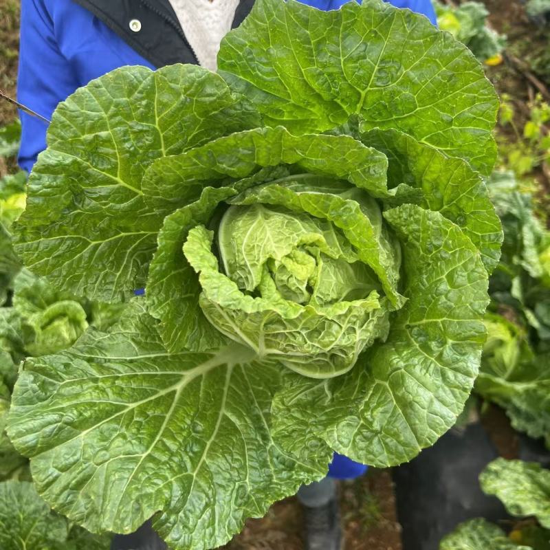 青研87114大白菜种子杂交抗病耐储运农家秋季播优