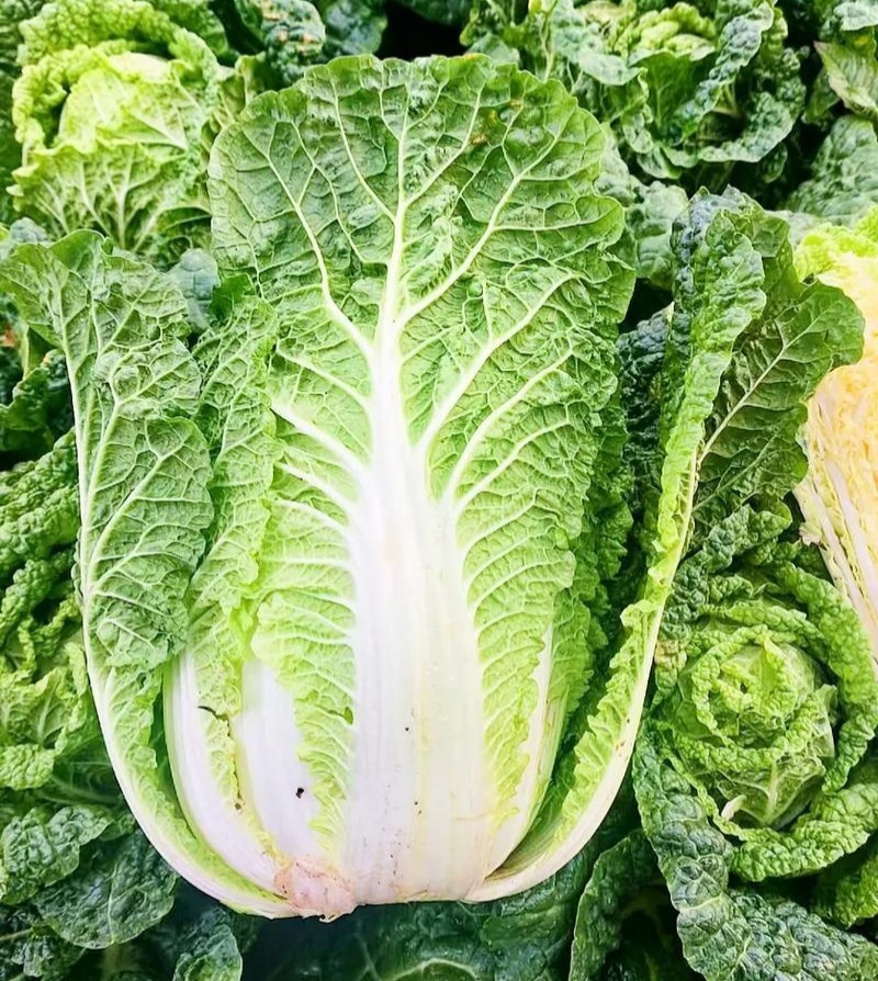 青研87114大白菜种子杂交抗病耐储运农家秋季播优