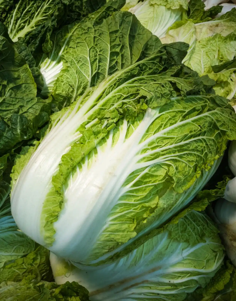 青研87114大白菜种子杂交抗病耐储运农家秋季播优