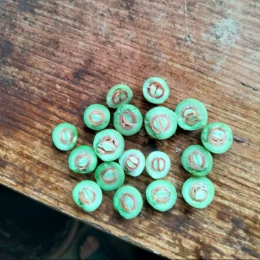 山东酸枣大量出货