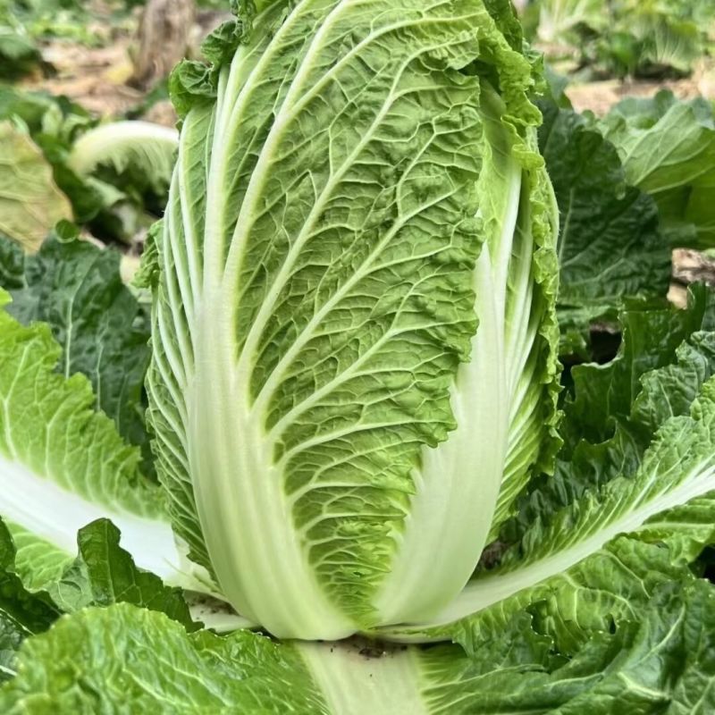 青研87114大白菜种子高产抗病秋季包心白菜杂交