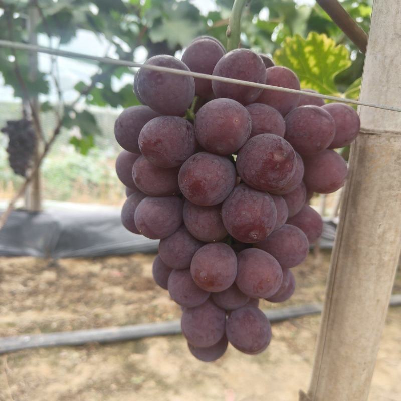 辽峰葡萄果面干净口感好价格实惠基地直发运输便利欢迎电联