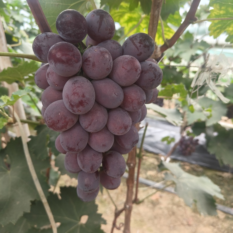 辽峰葡萄果面干净口感好价格实惠基地直发运输便利欢迎电联