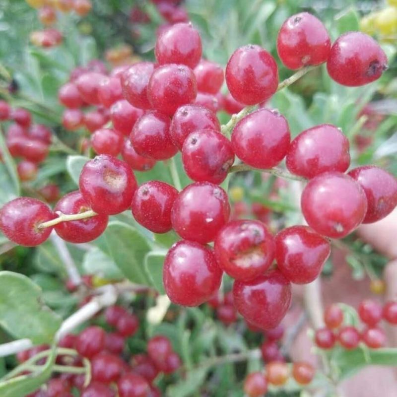 白刺种子酸胖种子优质沙漠樱桃种子防沙绿化沙漠防止沙尘灌木
