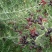 白刺种子酸胖种子优质沙漠樱桃种子防沙绿化沙漠防止沙尘灌木