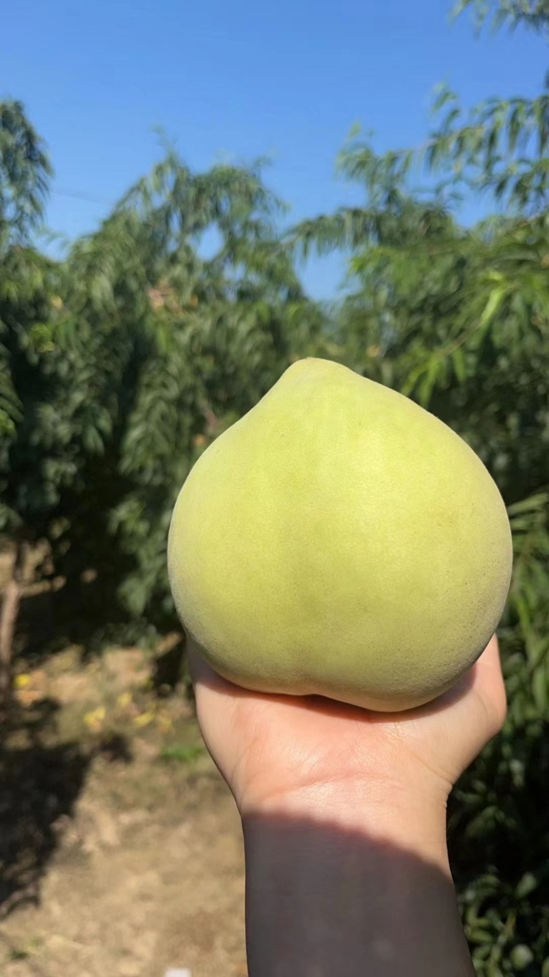 晚熟大青桃，口感脆桃无酸。