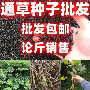 25年新采纯正大通草种颗粒爆满色泽透亮发芽率高